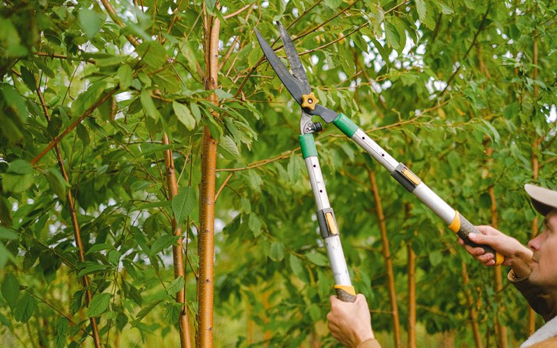 Tree trimming in Bristow, IA